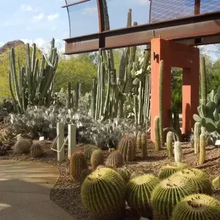 Head Out of Town: Desert Botanical Garden in Phoenix 