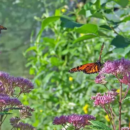 monarch-butterflies-on-flowers 