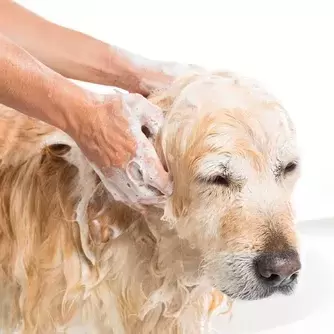 A dog getting a bath 