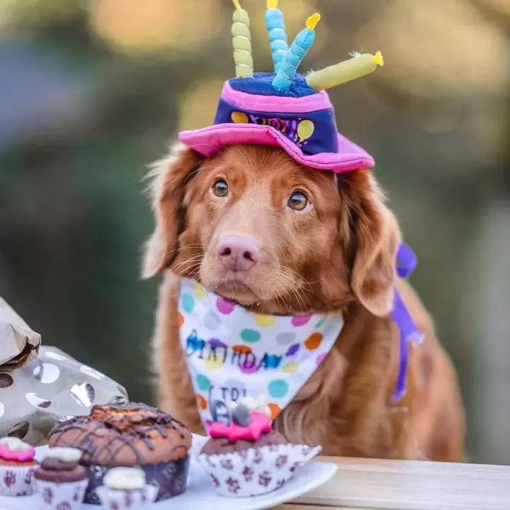 Birthday dog in a fabric cake hat with candles.